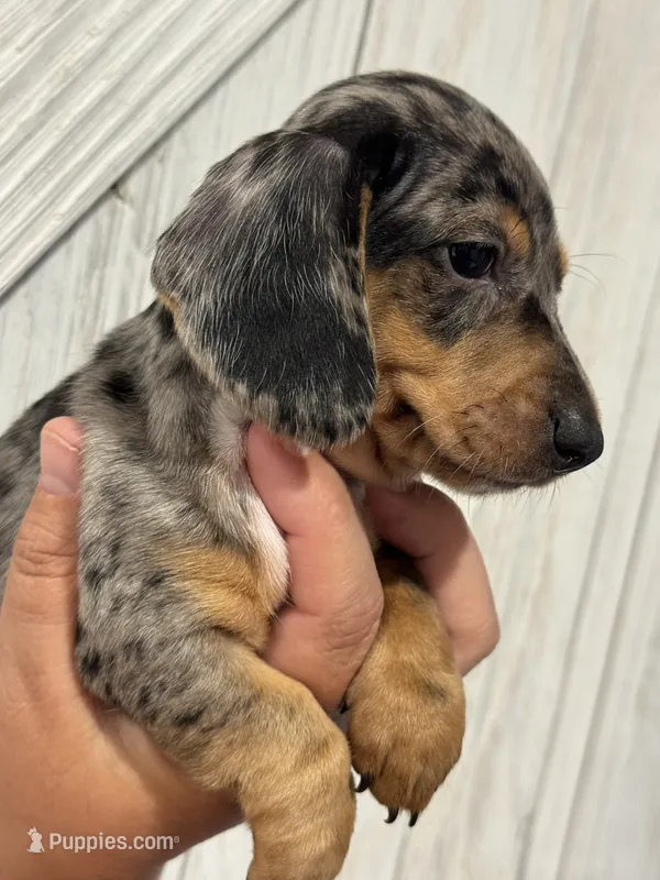 Bonnie – Miniature Dachshund puppy for sale in Harwood, TX