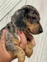 Bonnie, a female Miniature Dachshund for sale in Harwood, TX – 1 of 3