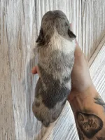 Sleepy, a male Frenchton for sale in Harwood, TX – Photo 4 of 7