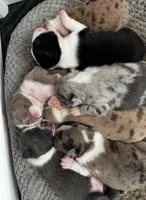 Sleepy, a male Frenchton for sale in Harwood, TX – Photo 6 of 7