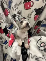 Sleepy, a male Frenchton for sale in Harwood, TX – Photo 2 of 7