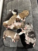 Sleepy, a male Frenchton for sale in Harwood, TX – Photo 7 of 7