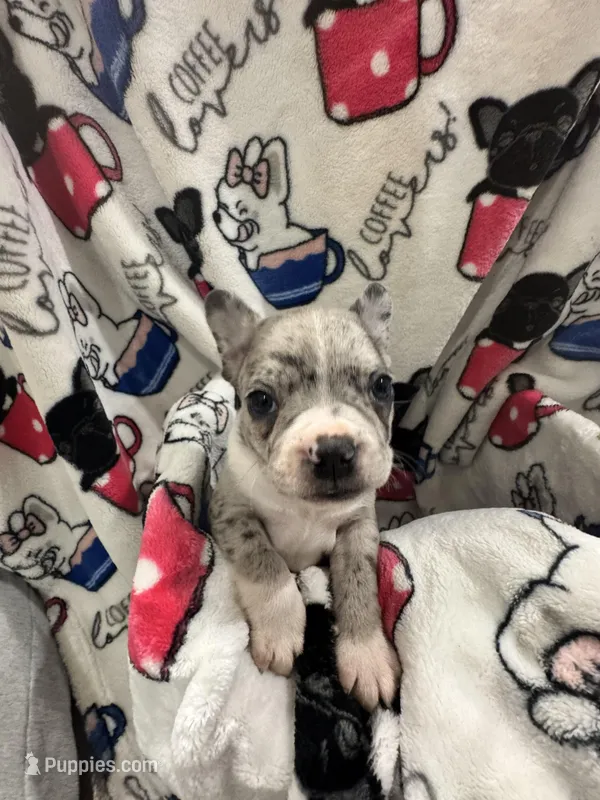 Sleepy, a male Frenchton for sale in Harwood, TX – Photo 1 of 7