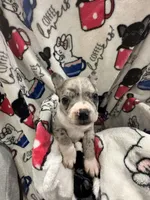 Sleepy, a male Frenchton for sale in Harwood, TX – Photo 1 of 7