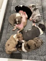 Sleepy, a male Frenchton for sale in Harwood, TX – Photo 5 of 7