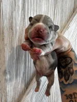 Sleepy, a male Frenchton for sale in Harwood, TX – Photo 3 of 7