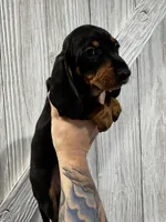 Wilma , a female Miniature Dachshund for sale in Harwood, TX – Photo 2 of 2