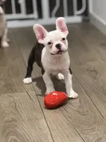 processed/e895d5b8-4a0e-409f-a73a-9e2c6744334b/listing/765c3369-b762-4f01-b846-12325628aac8/0b170bd9-cbed-4fad-b882-082e1927b661