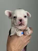 processed/e895d5b8-4a0e-409f-a73a-9e2c6744334b/listing/765c3369-b762-4f01-b846-12325628aac8/98f100b5-1e2a-4ad8-8709-63301c09017c