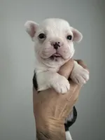 processed/e895d5b8-4a0e-409f-a73a-9e2c6744334b/listing/765c3369-b762-4f01-b846-12325628aac8/c16d3b01-21b5-4a48-8d48-9f3d258ab2da