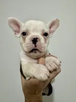 processed/e895d5b8-4a0e-409f-a73a-9e2c6744334b/listing/765c3369-b762-4f01-b846-12325628aac8/e86a4dde-c142-4b8d-bd30-a3f80b79c93b