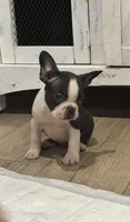 Doc, a female Frenchton for sale in Harwood, TX – 1 of 8