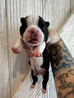 Doc, a female Frenchton for sale in Harwood, TX – Photo 2 of 3