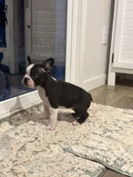 Doc, a female Frenchton for sale in Harwood, TX – 3 of 8