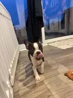 Doc, a female Frenchton for sale in Harwood, TX – 5 of 8