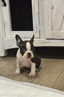 Doc, a female Frenchton for sale in Harwood, TX – 2 of 8