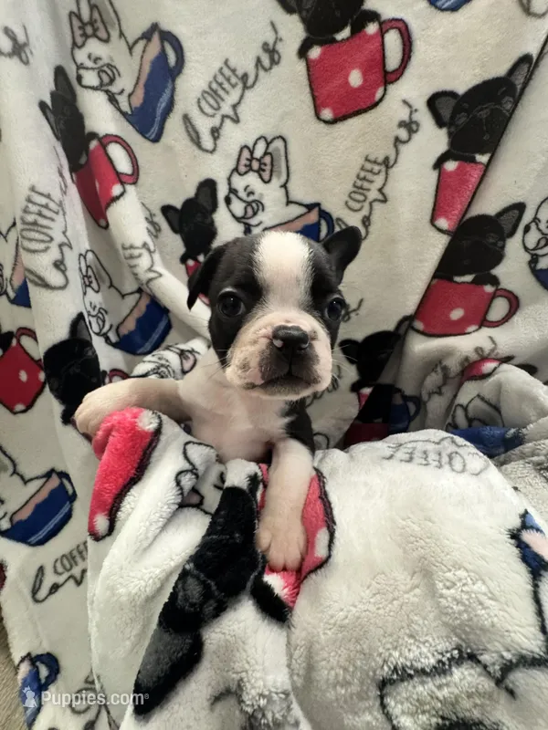 Doc – Frenchton puppy for sale in Harwood, TX