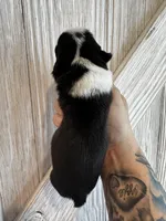 Doc, a female Frenchton for sale in Harwood, TX – Photo 3 of 3