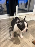 Doc, a female Frenchton for sale in Harwood, TX – 4 of 8