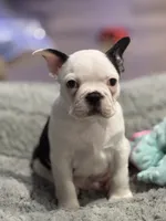 processed/e895d5b8-4a0e-409f-a73a-9e2c6744334b/listing/a3beda7e-bf2b-4997-8232-7271ab61e5c4/15090370-20c7-4c75-85be-b5b6fada4065