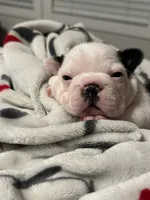 processed/e895d5b8-4a0e-409f-a73a-9e2c6744334b/listing/a3beda7e-bf2b-4997-8232-7271ab61e5c4/3b098f47-1547-4fcc-82e1-8d04be192f33