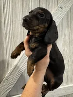 Fred , a male Miniature Dachshund for sale in Harwood, TX – Photo 2 of 2