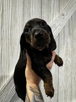 Fred , a male Miniature Dachshund for sale in Harwood, TX – Photo 1 of 2