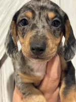 Bonnie, a female Miniature Dachshund for sale in Harwood, TX – 2 of 3