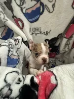 Sneezy , a male Frenchton for sale in Harwood, TX – Photo 2 of 5