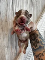 Sneezy , a male Frenchton for sale in Harwood, TX – Photo 3 of 5