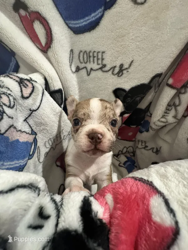 Sneezy  – Frenchton puppy for sale in Harwood, TX