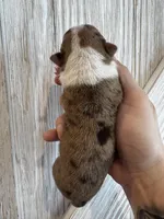 Sneezy , a male Frenchton for sale in Harwood, TX – Photo 4 of 5