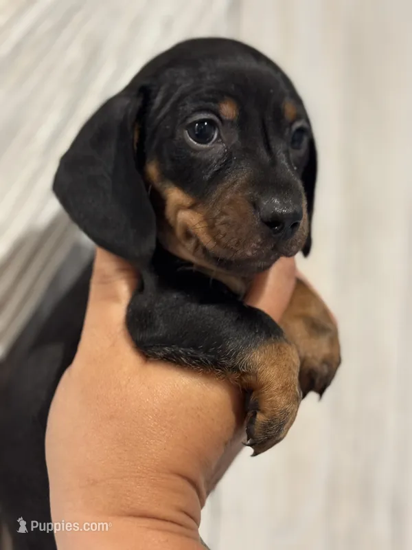 Clyde – Miniature Dachshund puppy for sale in Harwood, TX