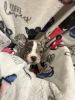 Grumpy , a male Frenchton for sale in Harwood, TX – Photo 1 of 6