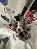 Grumpy , a male Frenchton for sale in Harwood, TX – Photo 2 of 6