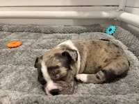 Grumpy , a male Frenchton for sale in Harwood, TX – Photo 4 of 6