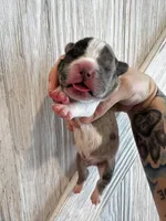 Grumpy , a male Frenchton for sale in Harwood, TX – Photo 5 of 6