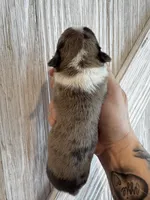 Grumpy , a male Frenchton for sale in Harwood, TX – Photo 3 of 6