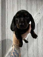 Betty , a female Miniature Dachshund for sale in Harwood, TX – Photo 1 of 3