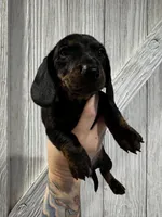 Betty , a female Miniature Dachshund for sale in Harwood, TX – Photo 2 of 3