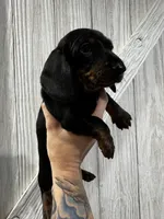 Betty , a female Miniature Dachshund for sale in Harwood, TX – Photo 3 of 3