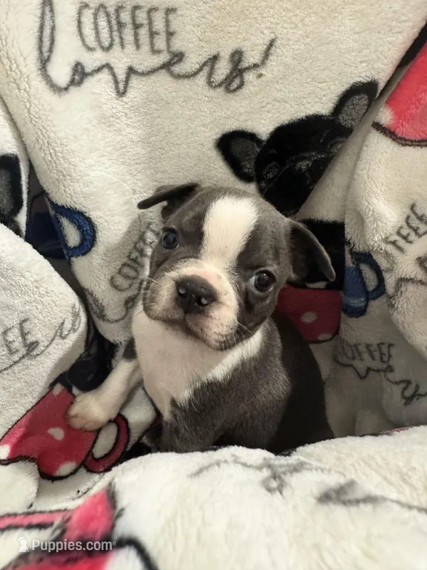Dopey  – Frenchton puppy for sale in Harwood, TX