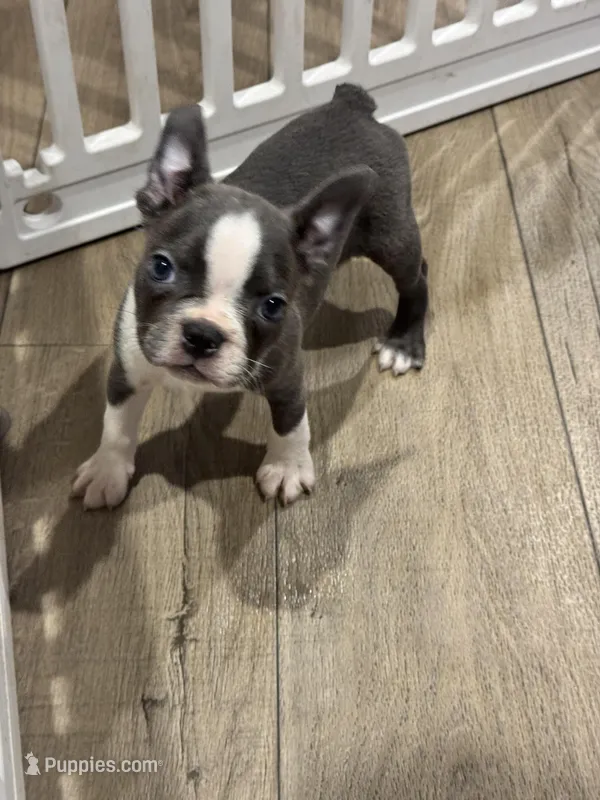 Dopey  – Frenchton puppy for sale in Harwood, TX