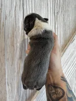 Dopey , a female Frenchton for sale in Harwood, TX – Photo 3 of 5