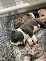 Dopey , a female Frenchton for sale in Harwood, TX – Photo 4 of 5