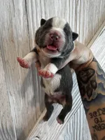 Dopey , a female Frenchton for sale in Harwood, TX – Photo 2 of 5