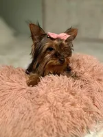 Bella , a female Mini Yorkshire Aussie for sale in Texas City, TX – Photo 3 of 5