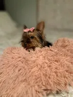 Bella , a female Mini Yorkshire Aussie for sale in Texas City, TX – Photo 4 of 5