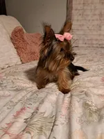 Bella , a female Mini Yorkshire Aussie for sale in Texas City, TX – Photo 1 of 5