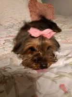 Bella , a female Mini Yorkshire Aussie for sale in Texas City, TX – Photo 5 of 5